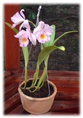 Cattleya Trianai Concolor 